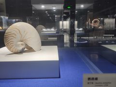 -贝壳王国博物馆