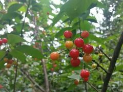 -樱桃山旅游景区