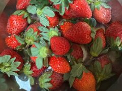 -喜杨洋草莓采摘园