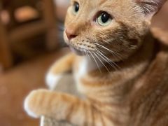 -猫猫幼稚园·撸猫·桌游·电玩