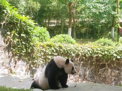-都江堰中华大熊猫苑