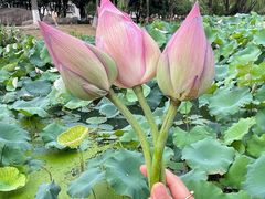 -荷花公园