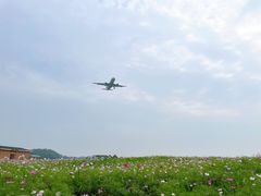 -空港花田景区