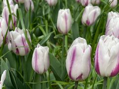 -无锡梅园公园