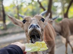 -北京野生动物园