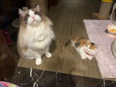 -momokira米努特·德文卷毛猫·棉花面纱犬