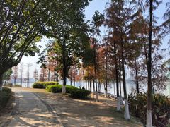 -飞来湖湿地公园