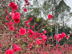 -南国桃园旅游度假区