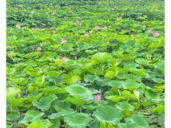 -荷塘月色湿地公园·向阳花洲