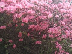 -木兰云雾山