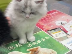 -四月宠物医院·猫专科·心脏专科·内科(转塘店)