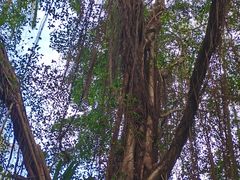 -深圳仙湖植物园