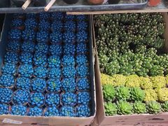 -花鸟鱼虫鲜花绿植市场(玉泉路店)