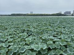 -金银湖国家城市湿地公园