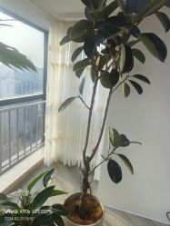 -HEYAN荷妍专业脱毛连锁机构