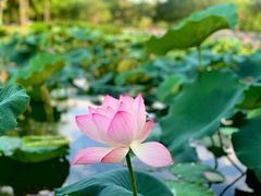 -惠州西湖丰渚园