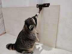 -浣熊柯尔鸭土拨鼠·电玩咖