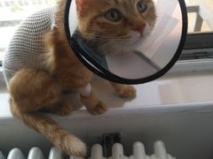 -喜多萌中农锦绣动物医院24H·猫科·牙科MRI·CT