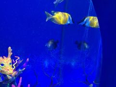 -上海海昌海洋公园