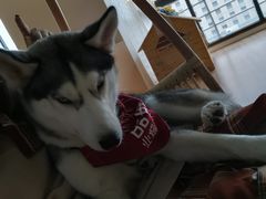 -Husky Go! 哈士奇体验馆·宠物咖啡厅狗咖