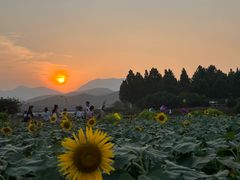 -君乐宝优致牧场