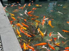 -三亚湾海居铂尔曼度假酒店