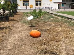 -前小桔亲子创意农场·草莓采摘·露营烧烤