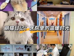 -瑞派·关忠动物医院(国瑞店)
