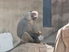 -青藏高原野生动物园