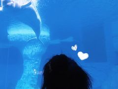 -海合安武汉极地海洋公园