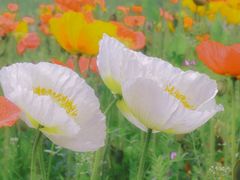 -上海滨江森林公园