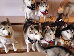-Husky Go! 哈士奇体验馆·宠物咖啡厅狗咖
