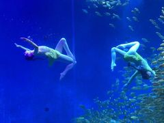 -合肥海洋世界