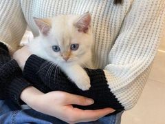 -lincat·猫舍(广州店)