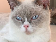 -泰国佛·塔罗·泰牌狐仙古曼