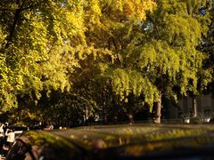 -三里屯东五街银杏大道