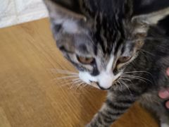 -平行世界·猫咖(首经贸店)