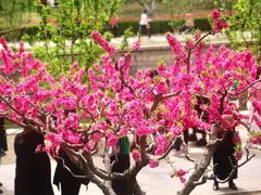 -海棠花溪(元大都城垣遗址公园)