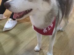 -Husky Go! 哈士奇体验馆·宠物咖啡厅狗咖