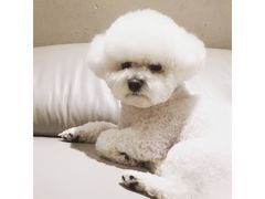 -瑞派宠物医院·24小时骨科·心脏·核磁(哈尔滨南岗店)