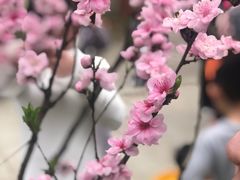 -武汉大学-樱园