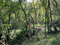 -上海佘山国家森林公园天马山园