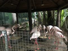 -海南热带野生动植物园