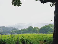 -中国茶叶博物馆(双峰馆区)
