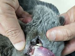 -爱侣宠医·鹦鹉专科·小型哺乳类·异宠专科(灵石路店)