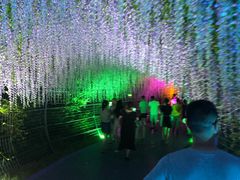 -大塘金香草谷