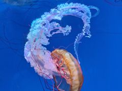 -海合安青岛极地海洋公园