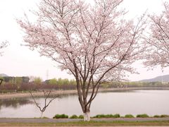 -羊山湖公园