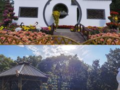 -上海共青森林公园