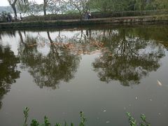 -西湖外事游船(花港观鱼码头)